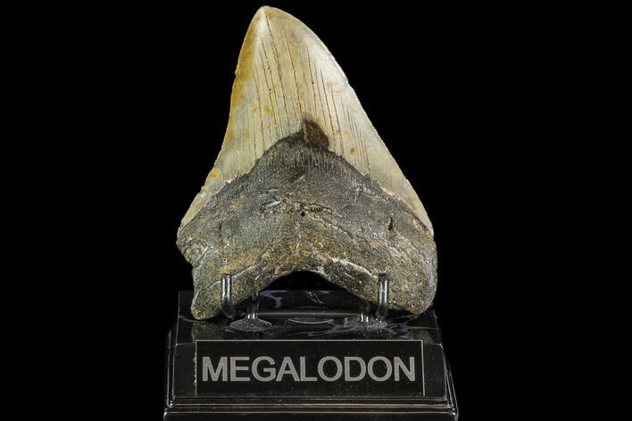 Fossil Megalodon Tooth - North Carolina #109819